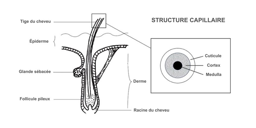 Structure capillaire