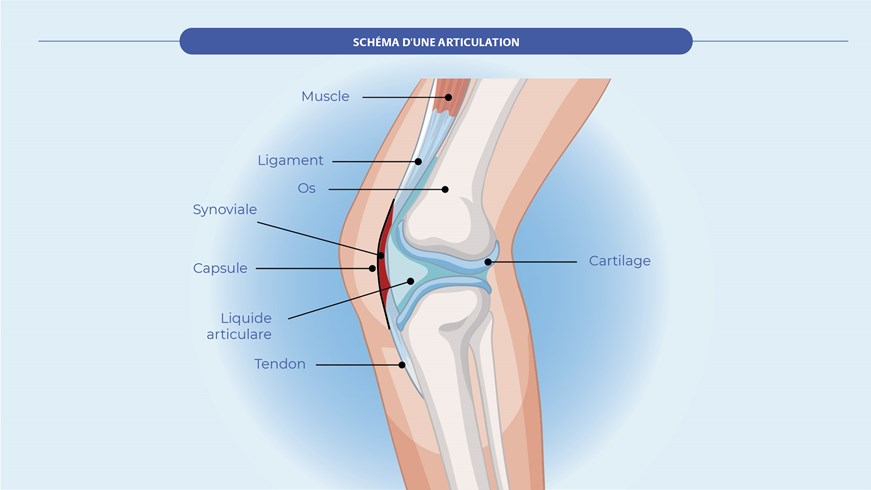 Schéma d'une articulation