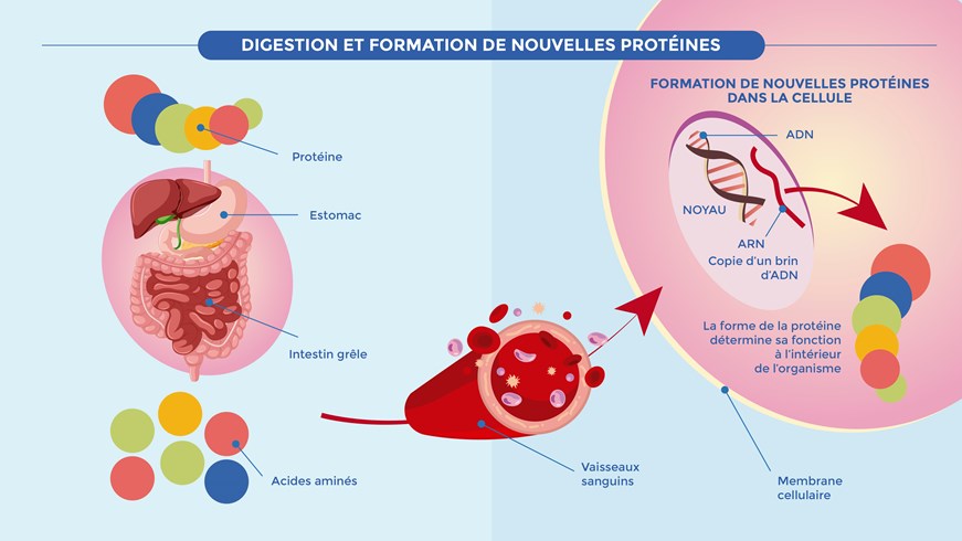 Digestion et formation de nouvelles protéines