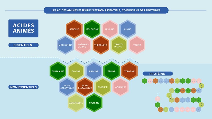 Les acides aminés composants des protéines