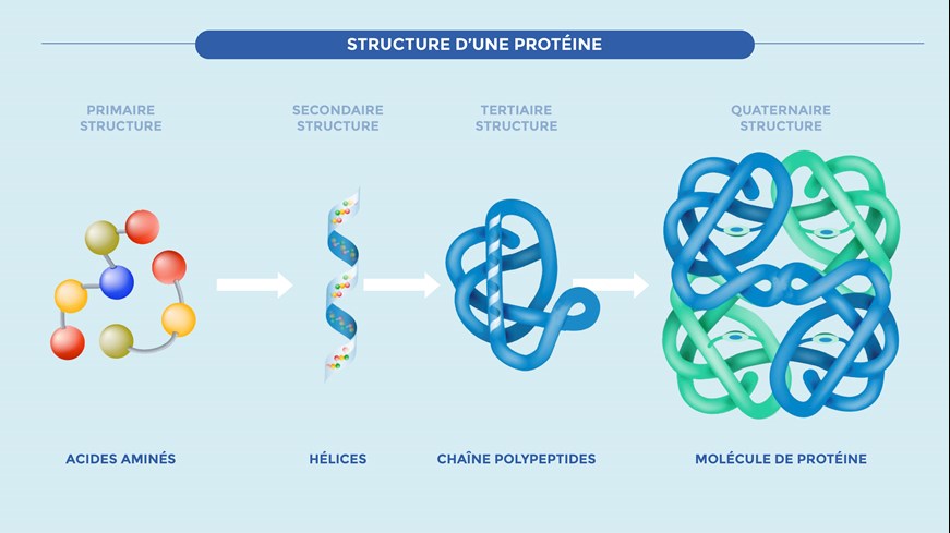 Structure d'une protéine